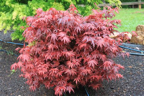 Read this article to learn more . . Shaina japanese maple